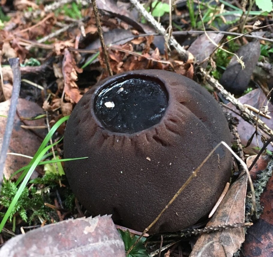 Саркосома шаровидная