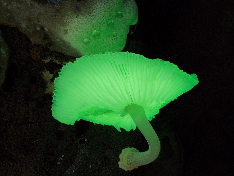 Mycena chlorophos