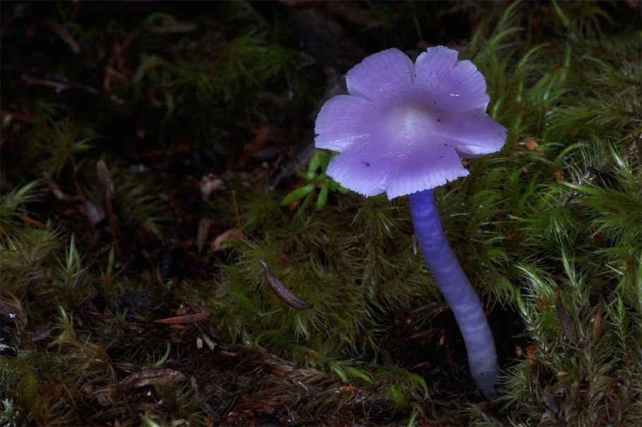 Самые редкие грибы