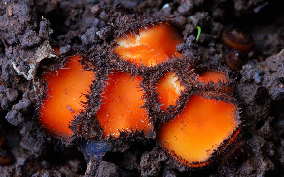 Скутелли́ния грибы