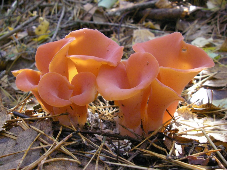 Гепиния гельвеллоидная Guepinia helvelloides