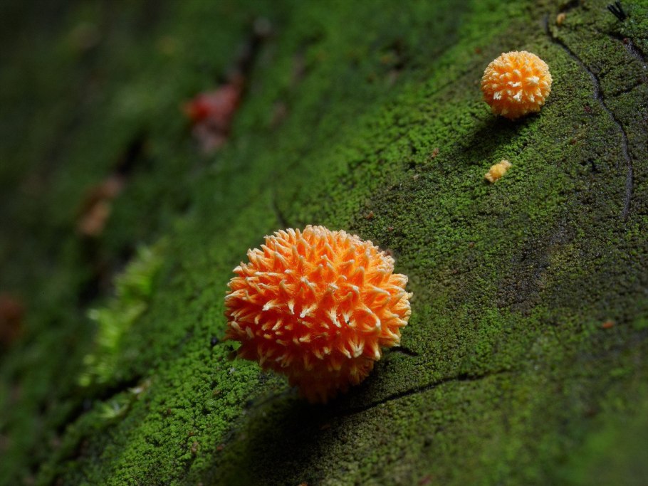 Самые необычные грибы мира