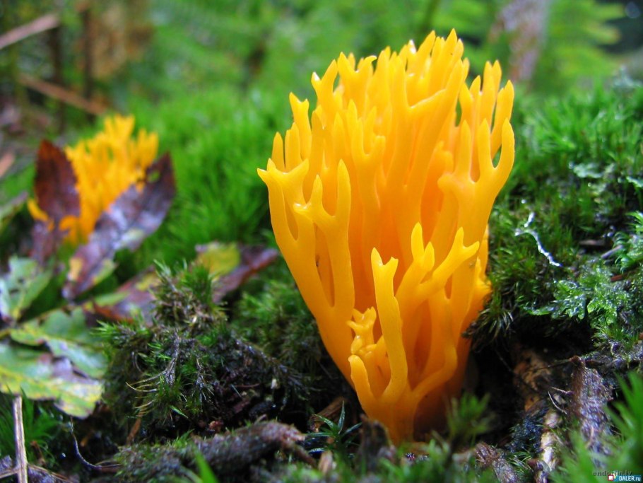 Причудливые грибы