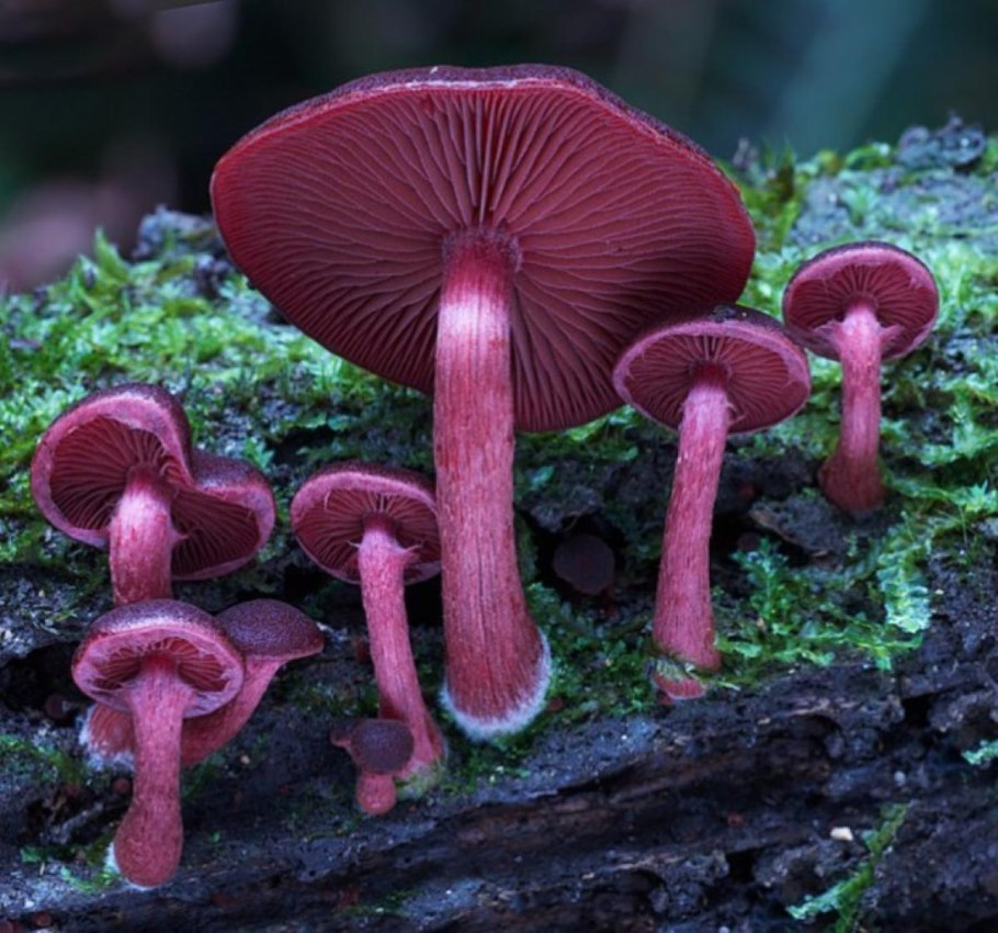 Необычные грибы