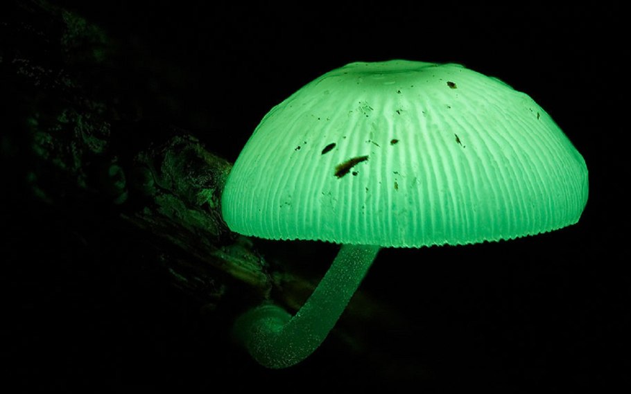 Светящиеся Mycena chlorophos