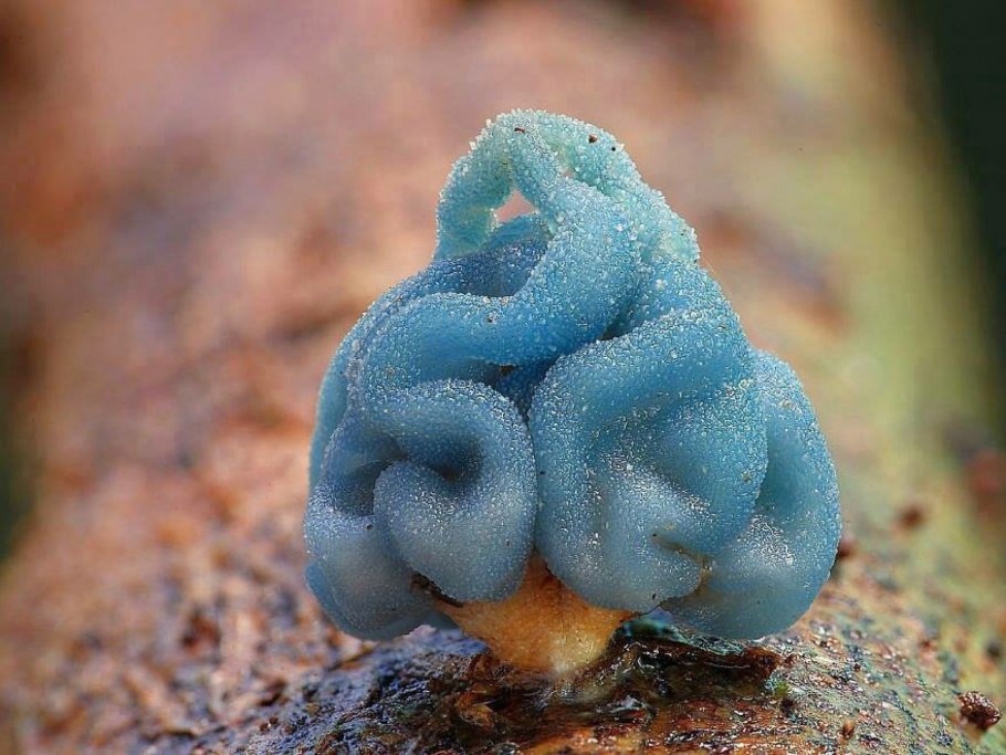 Leratiomyces гриб