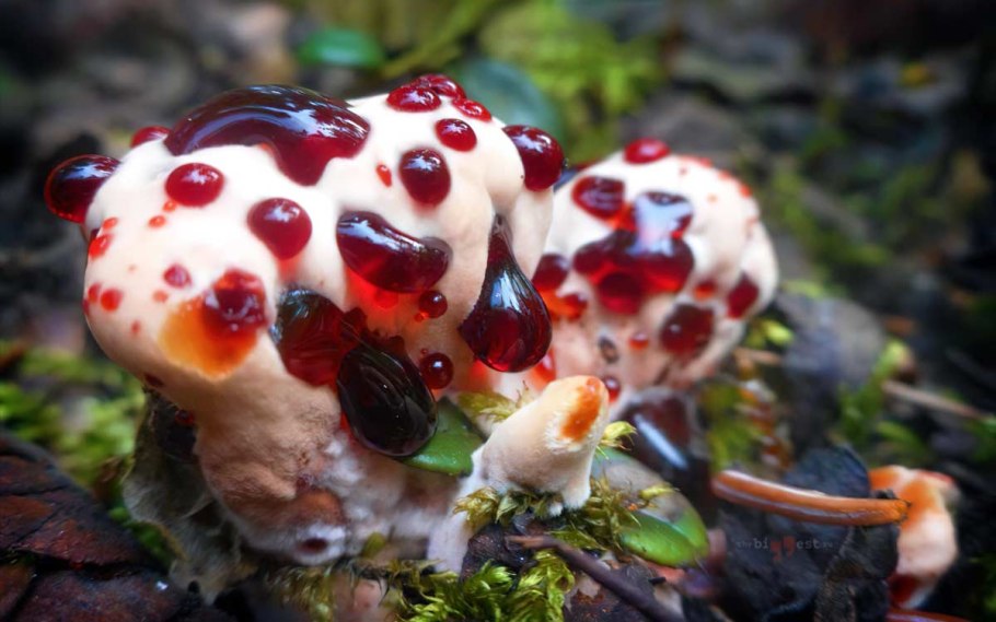 Ежовик кровоточащий / Hydnellum peckii