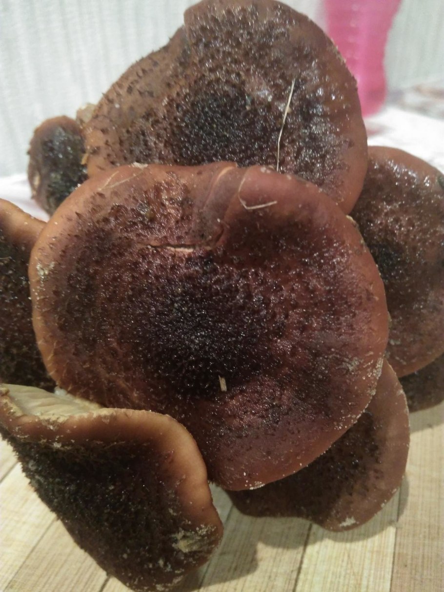 Темно коричневый гриб