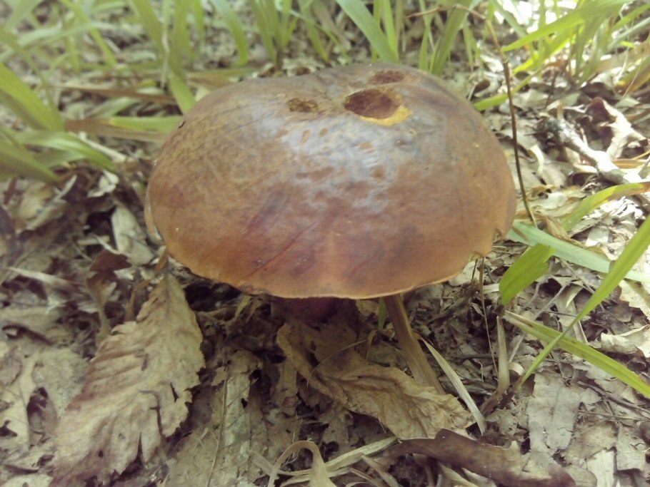 Маленькие грибы с коричневой шляпкой