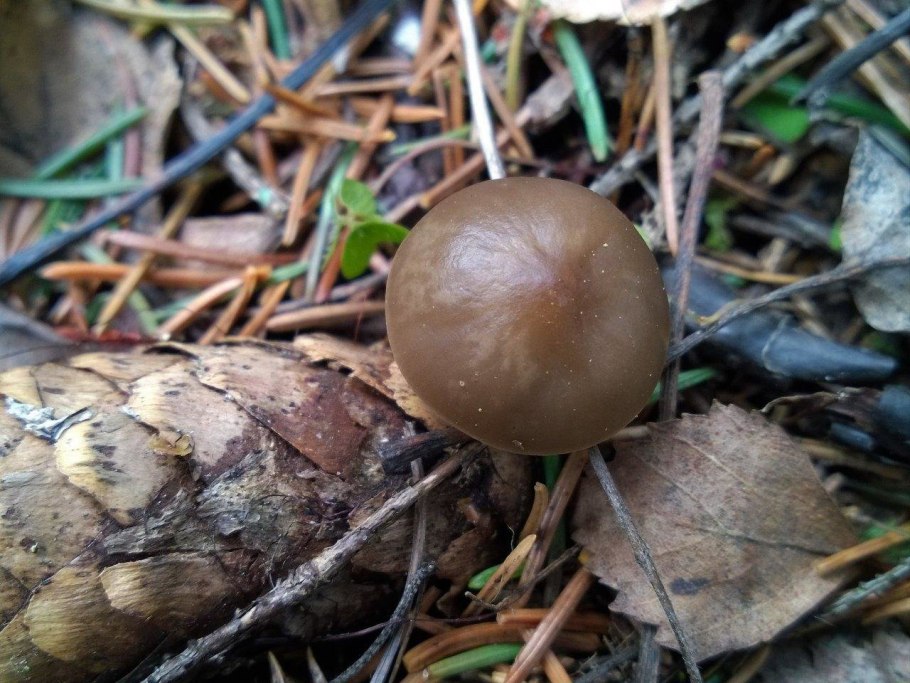 Гриб Стробилюрус съедобный