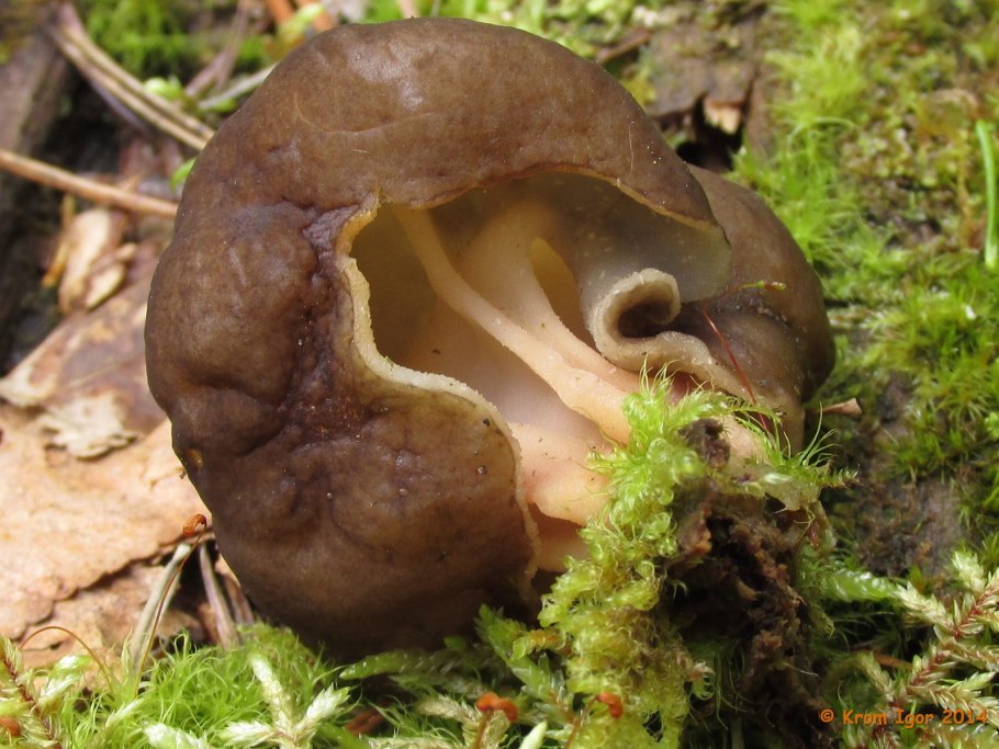 Опенок сумчатый гриб