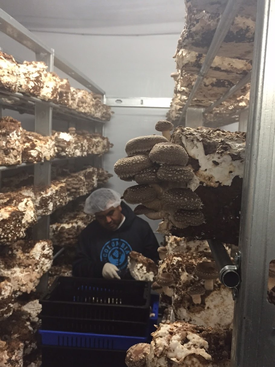 Грибная ферма вешенки