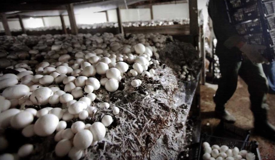 Грибница шампиньонов