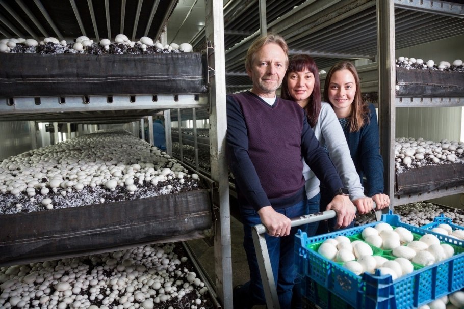 Воронежский шампиньон завод