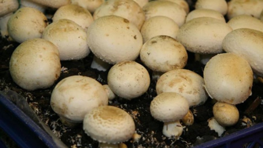 Грибная ферма шампиньоны