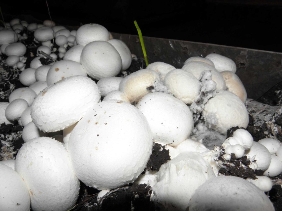 Грибная ферма вешенка