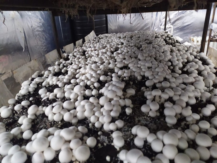 Грибная ферма вешенка