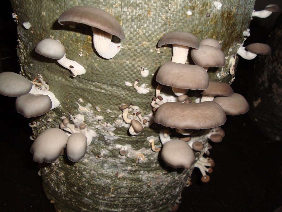 Мицелий вешенка обыкновенная