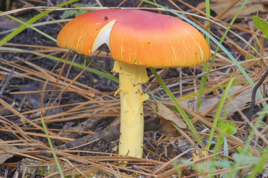 Оранжевая поганка