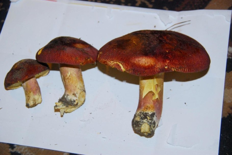 Гриб с желтой ножкой и коричневой шляпкой