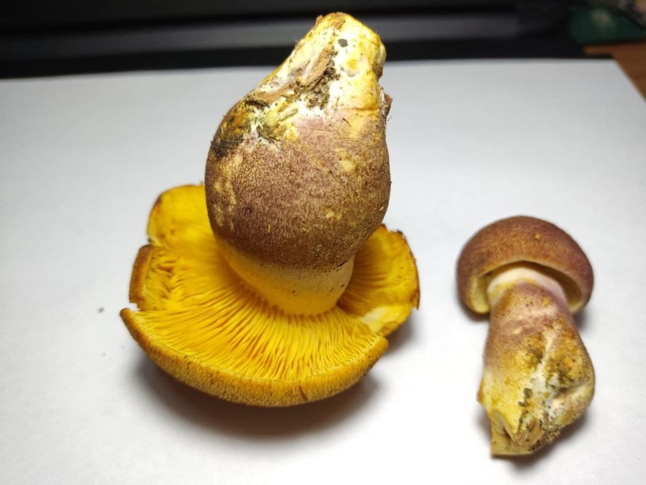 Боровик пластинчатый гриб