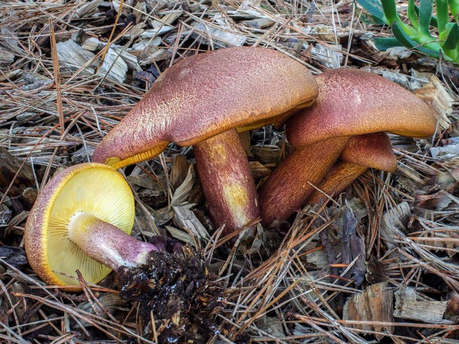 Tricholomopsis rutilans