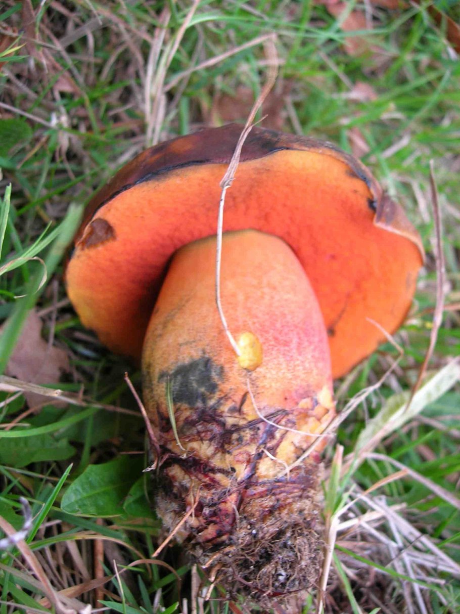 Дубовик крапчатый Boletus erythropus