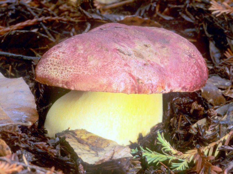 Гриб Боровик Королевский