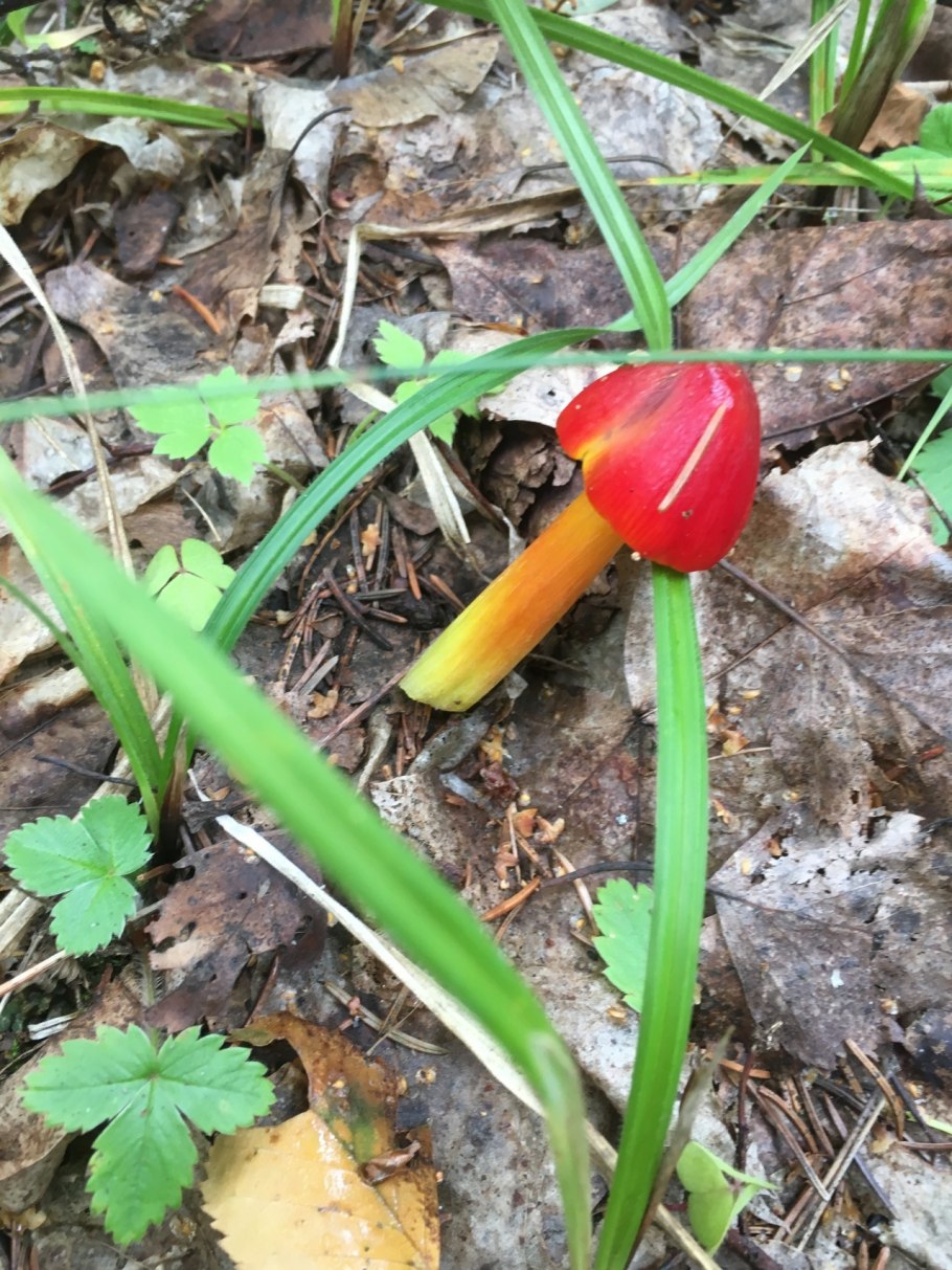 Гриб с красной шляпкой и желтой ножкой