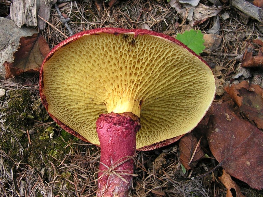 Болетинус полоножковый моховик полоножковый Boletinus cavipes