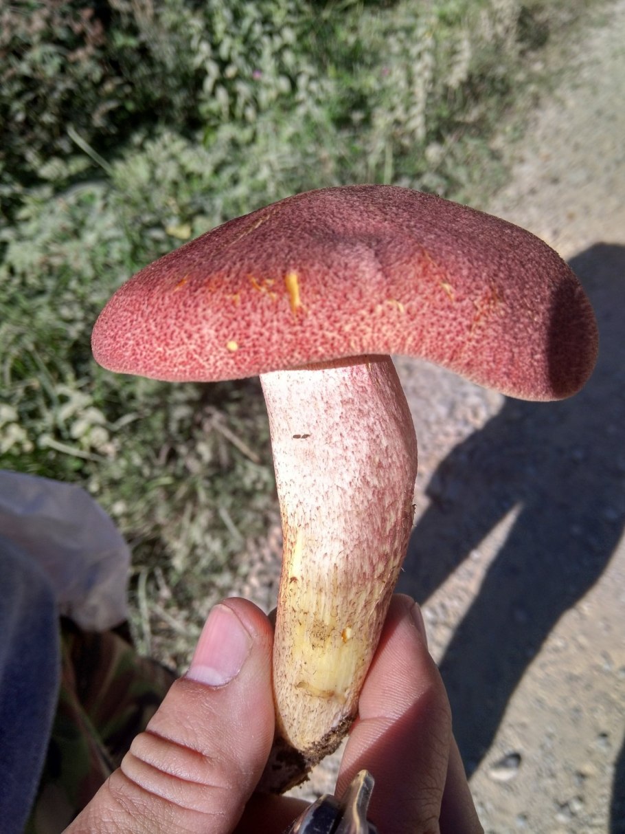 Tricholomopsis rutilans