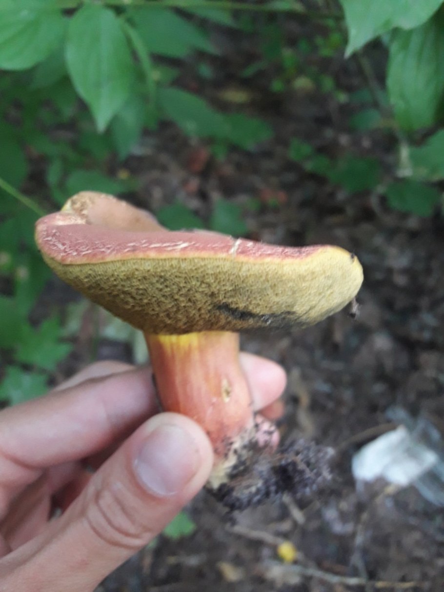 Моховик красный Hortiboletus rubellus