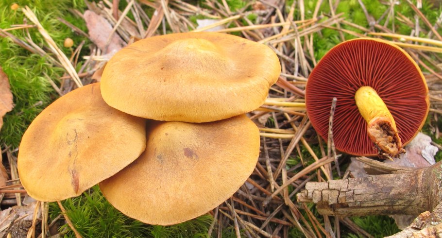 Боровик прекрасный Boletus pulcherrimus