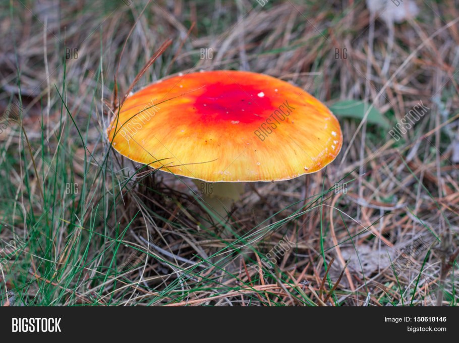 Грибы с оранжевой серединой