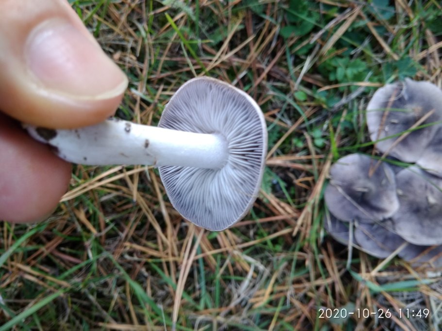 Говорушка восковатая гриб