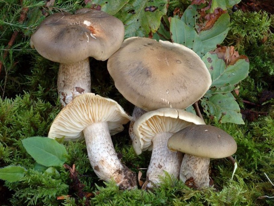 Рядовка серая Tricholoma portentosum.