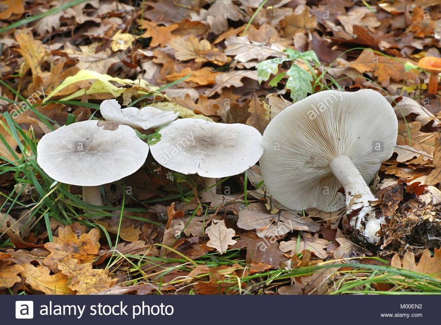 Дымчатая говорушка clitocybe nebularis