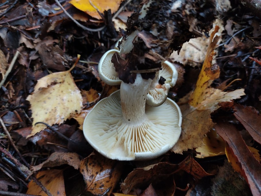 Рядовка мыльная