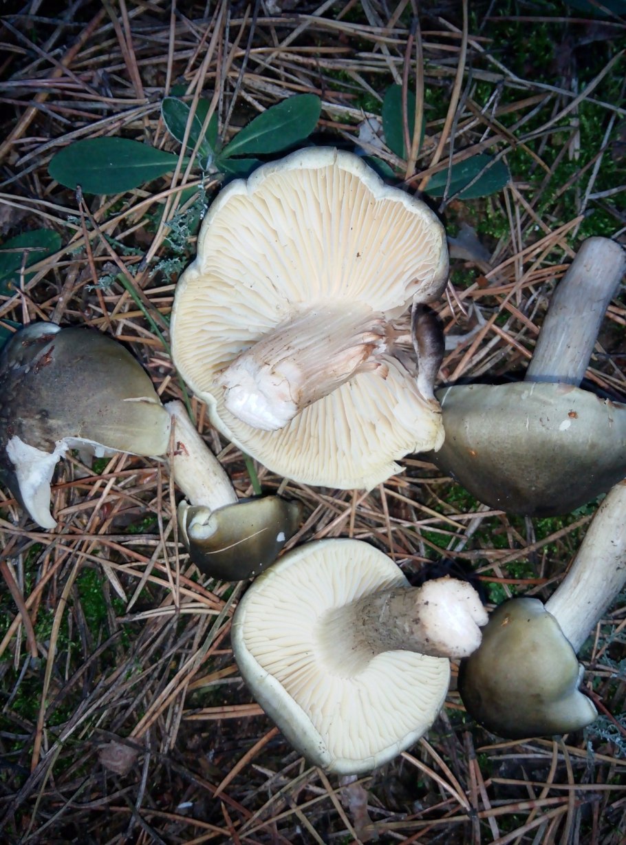 Рядовка ядовитая (Tricholoma pardinum)