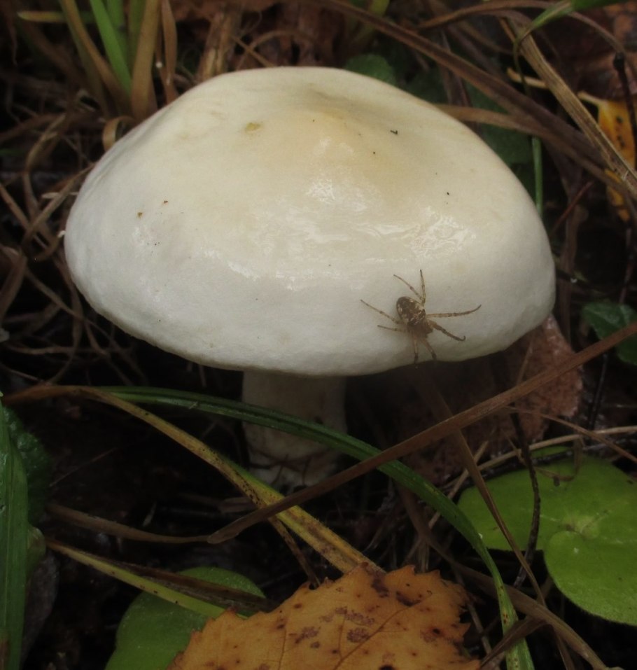 Tricholoma saponaceum