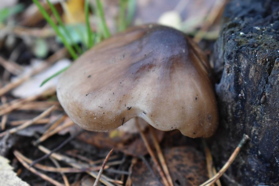 Рядовка мыльная