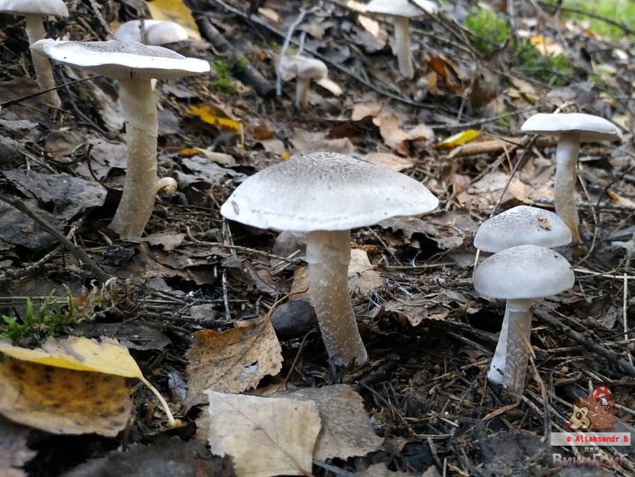 Грибы рядовка мыльная