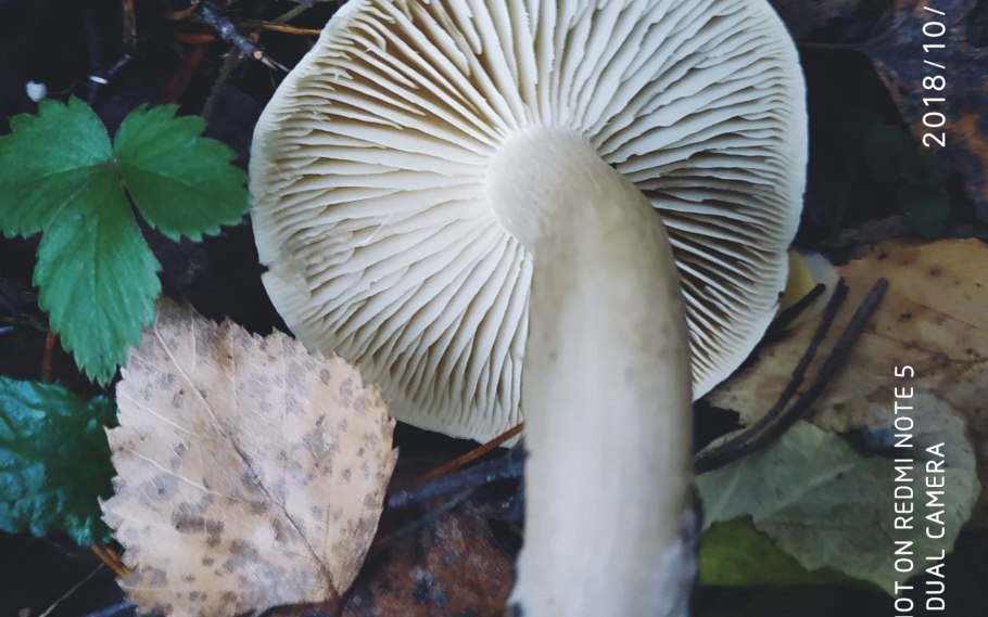 Рядовка мыльная tricholoma saponaceum