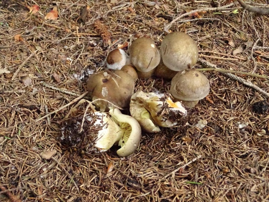 Съедобные грибы Башкирии фото и название рядовки