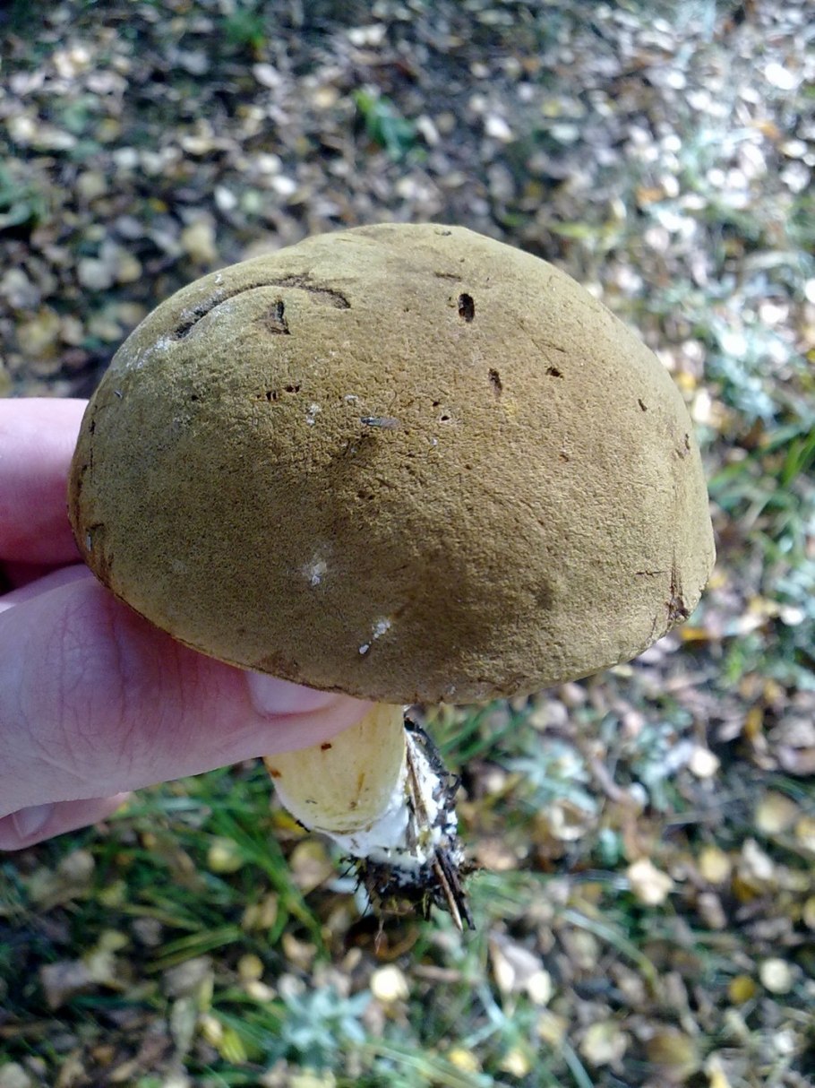 Белый гриб губка