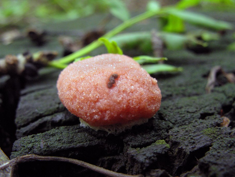 Tubifera ferruginosa