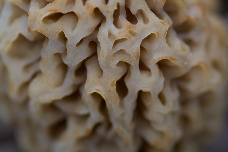 Грибные лишайники