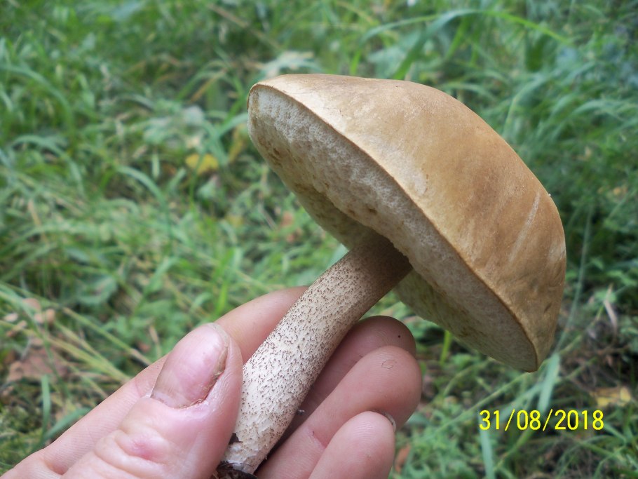 Грибы подберезовики шляпки