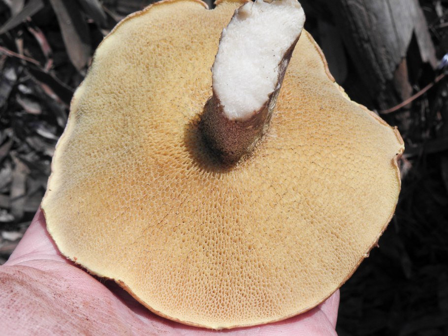 Suillus collinitus