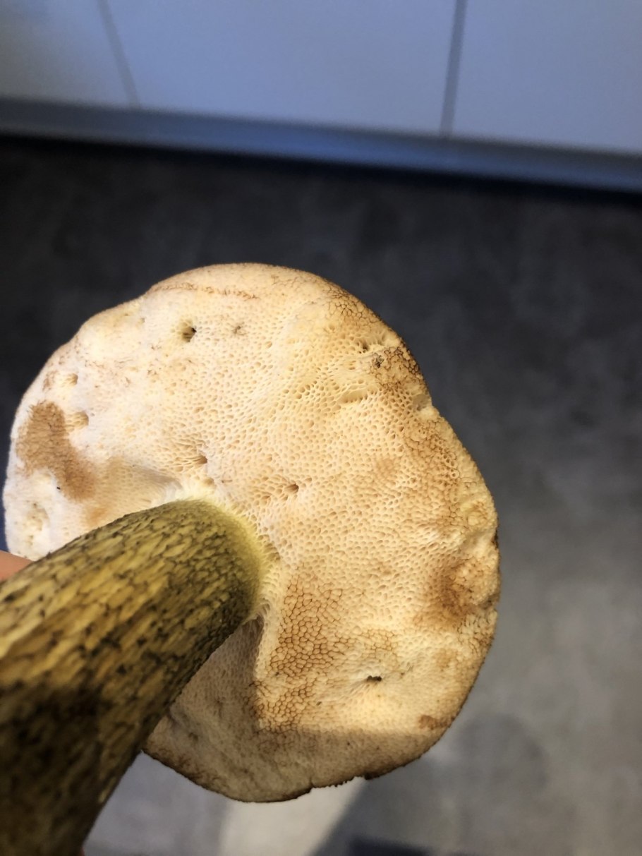 Грибы с губкой под шляпкой